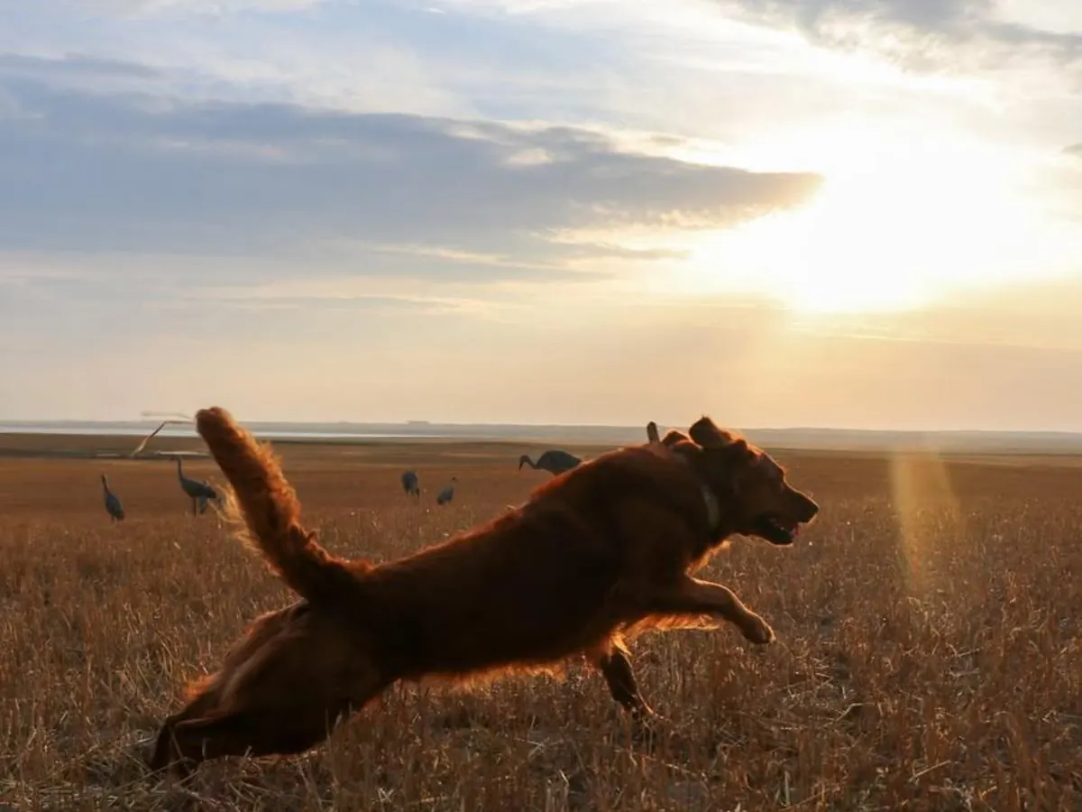 A retriever leaping through an open field at sunset.