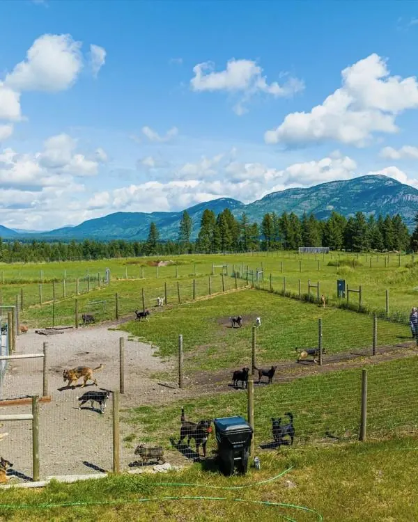 Dogs playing together in the fenced ranch yards.