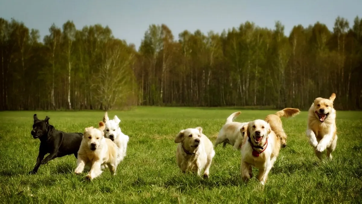 A joyful group of dogs running together across a green ranch field.