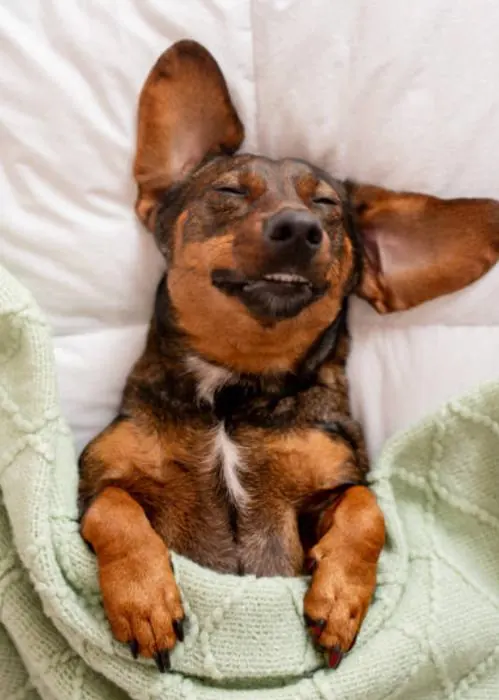 A dog tucked in for the night.
