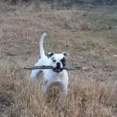 Molly P.&rsquo;s American Bulldog Daisy carrying a stick, from her review.