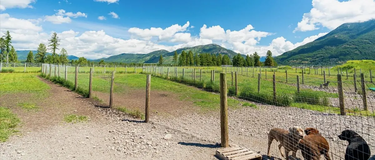 Three dogs together at the fence line of a ranch yard, with the Flathead Valley range beyond.