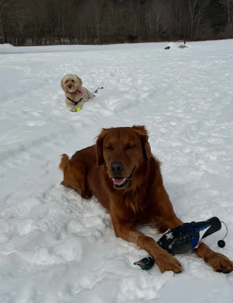A red golden retriever lying in the snow with a duck training dummy between its paws, and a small doodle resting in the snow behind it.