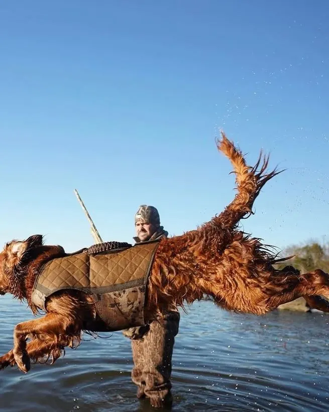 Matthew&rsquo;s retriever launching off the blind into the water.
